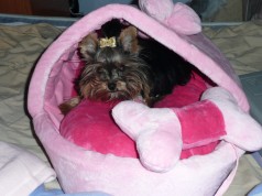 Fotos de perros